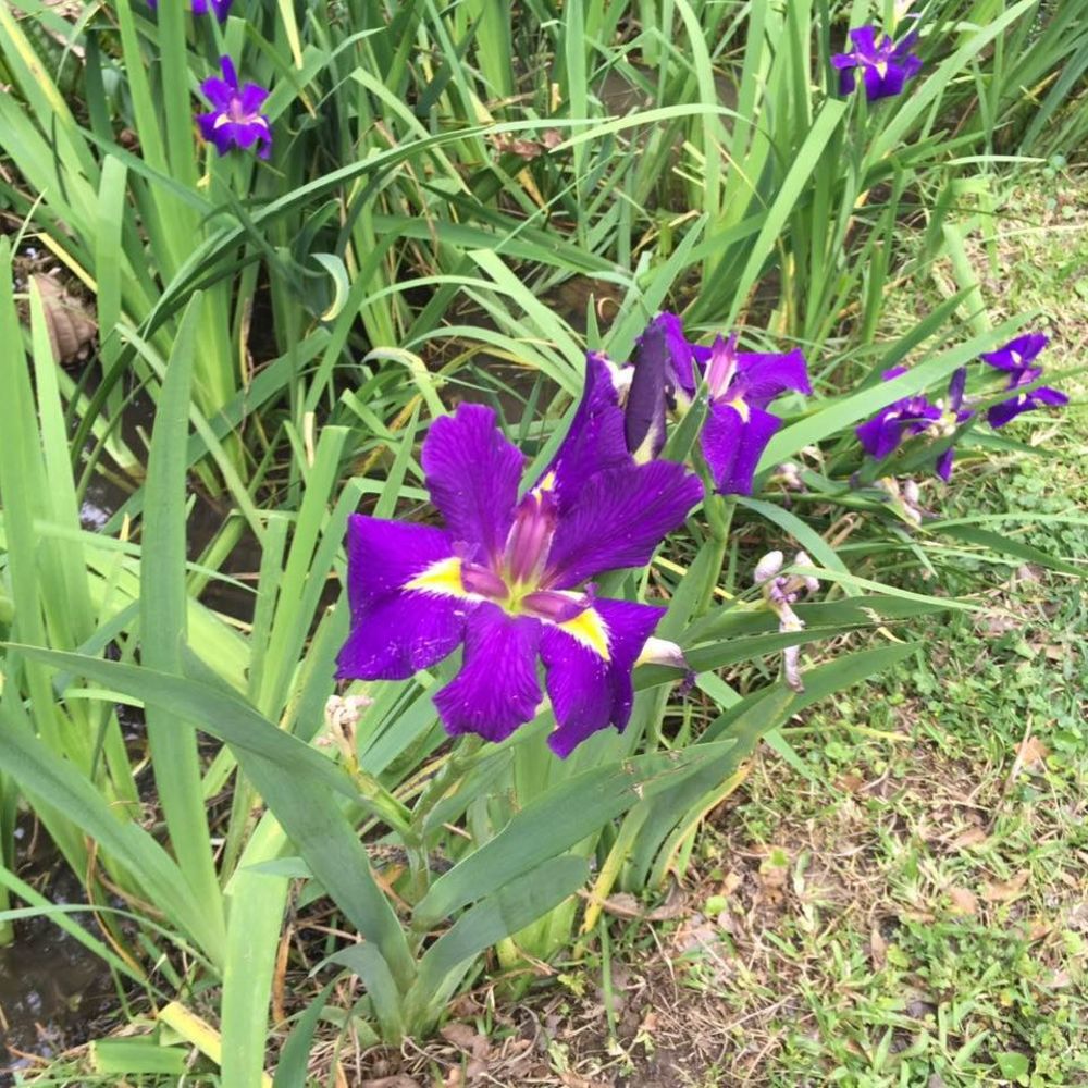 Meet your Posher, Lyla